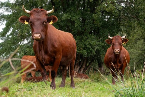 Artiodactyla, Bavaria, Bos Taurus sspec.5, cattle, even-toed ungulate, Höhenvieh, Upper Palatinate,
