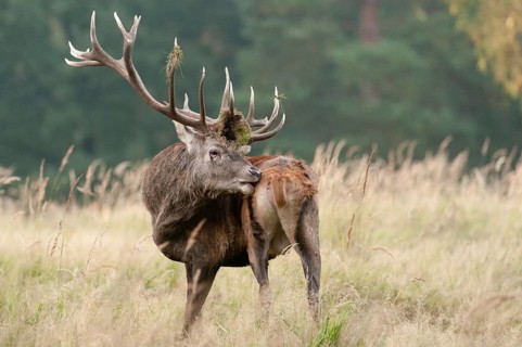 Artiodactyla, Cervus Elaphus, even-toed ungulate, cloven-hoofed, red deer, red deer, deer, mammals,
