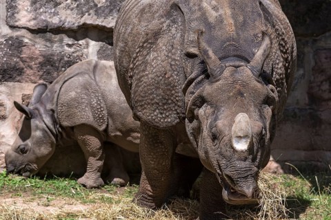 African white rhinoceros (Rhinoceros unicornis) with its calf, Nuremberg Zoo, Middle Franconia,