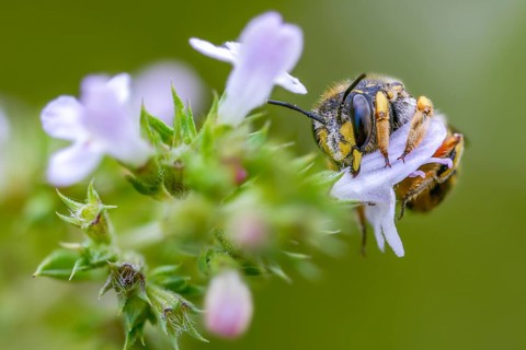 Anthidium manicatum, apidae, bees, European wool carder bee, garden woolbee, large woolbee,