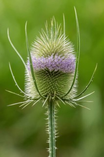 Wild teasel (Dipsacus fullonum), in flower, Baden-Württemberg, Germany