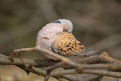 Streptopelia turtur, turtle dove, birds, columbidae, doves, plumage care, preening, pigeons, birds