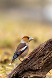 A cardinal perched on a tree stump in its natural habitat, a hawfinch (Coccothraustes