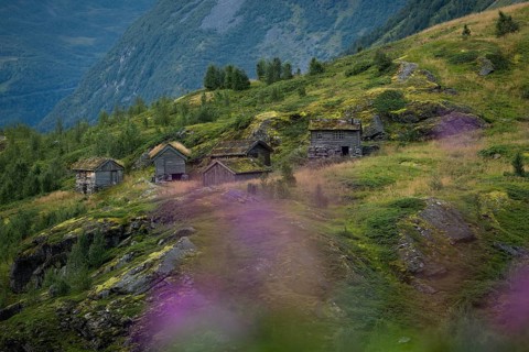 Old mountain huts on a slope covered with low trees and heath, near Geiranger, UNESCO World