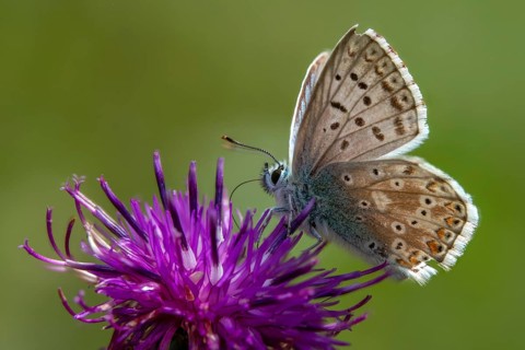 Lysandra coridon, polyommatus coridon, silver-blue, silver-green blue, silver-green blue,