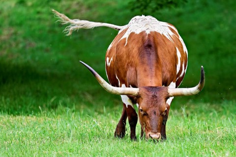 Texas longhorn cow grazing in a meadow, Meienberg, Canton of Aargau, Switzerland