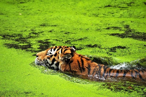 Siberian tiger (Panthera tigris altaica) in a moat covered with duckweed (Lemna minor), Nuremberg