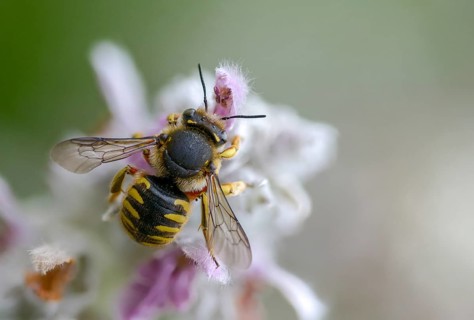 Anthidium manicatum, apidae, bees, European wool carder bee, garden woolbee, large woolbee,