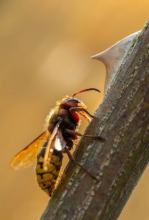 European hornet, hymenoptera, vespa crabro, wrinkle wasps, high size, portrait format, hornet,