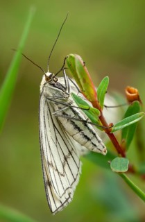 Geometridae, hard mouse moth, black vein tensioner, siona lineata, white hartheus, white line