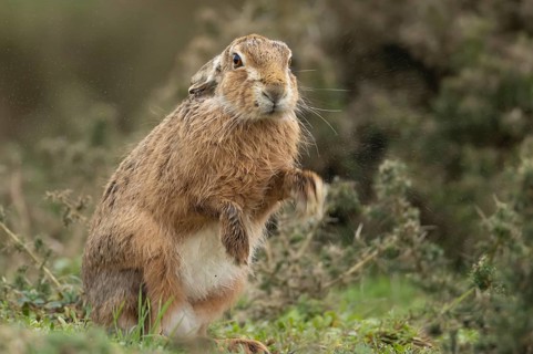 European brown hare (Lepus europaeus) adult animal shaking its body in grassland, England, United