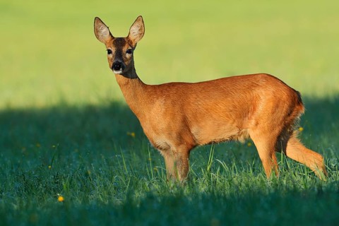 European roe deer (Capreolus capreolus), a doe standing in a meadow, North Rhine-Westphalia,