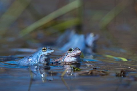 Moor frog, moor frog, rana arvalis, amphibians, amphibians, courtship behavior, courtship display,