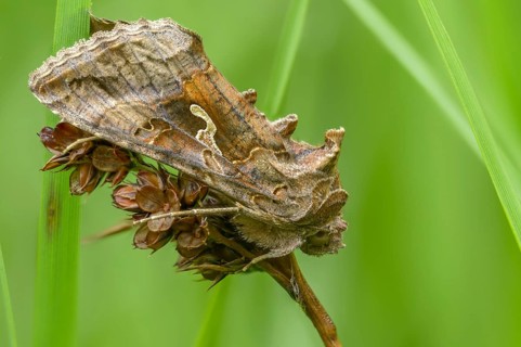 Autographa gamma, owl moth, gamma owl, noctuidae, pistol owl, butterfly, insects, moths, moths,