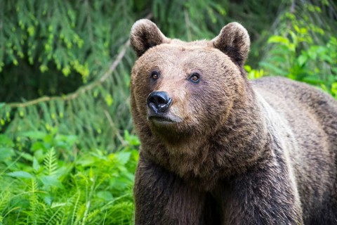 A brown bear looking intently through the dense forest, European brown bear (Ursus arctos arctos),