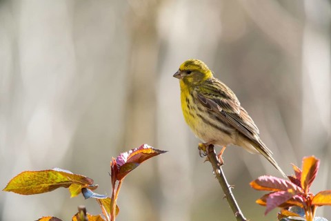 European Serin, serine, serinus serinus, birds, passeri, songbirds, birds