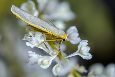 Eilema Complana, lichens, yellow-staying lichens, insects, moths, moths, moths, scarce footman,