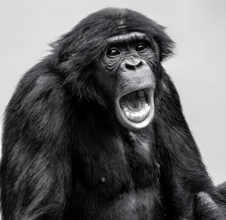 Animal portrait: Bonobo (Pan paniscus), agitated, screaming, primate, great ape, in captivity,