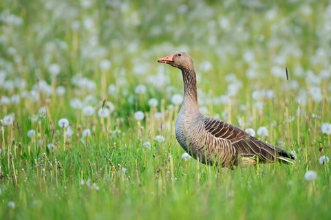 A greylag goose (Anser anser) stands in a meadow with dandelions, North Rhine-Westphalia, Germany