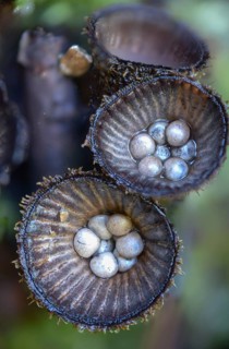 Cyathus hirsutus, cyathus striatus, striped expensive, sweetie, fluted bird's nest, fungi, fungus,