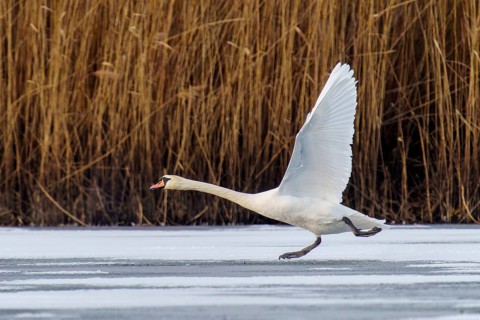 Mute swan (Cygnus olor), wildlife, Germany, A swan lands gracefully on a frozen stretch of water in