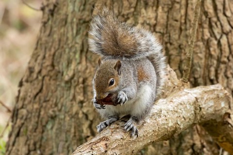 Grey squirrel (Sciurus carolinensis) adult animal feeding on a pine cone in a woodland, England,