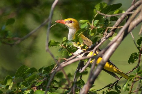 Golden oriole, oriolus oriolus, birds, Bulgaria, female, passeri, songbirds, songbirds, birds,