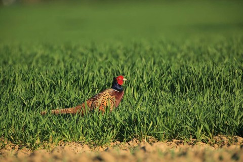 A pheasant in the tall grass of a vast green landscape watches its surroundings intently, a