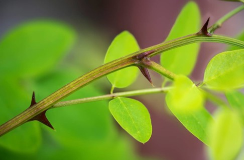 False acacia, false acacia, common black locust, robinia pseudoacacia, black locust, false acacia,