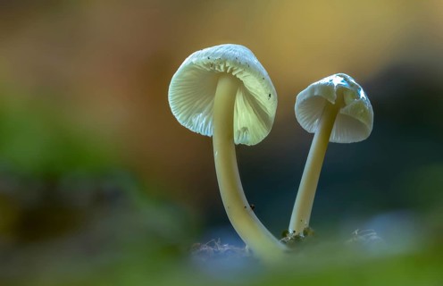 Flesh brown helmet, Isabell brown thread helmet, conical helmet, mycena metata, mycena phyllogena,