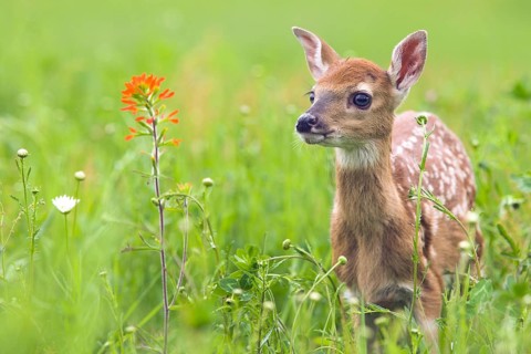 White-tailed deer (Odocoileus virginianus), Minnesota, USA. A young fawn stands in a green meadow