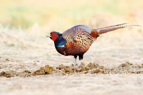 Pheasant or common pheasant (Phasianus colchicus), cock, North Rhine-Westphalia, Germany