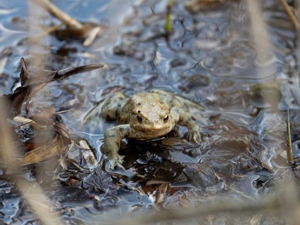 Common toad (Bufo), Tonkuhle, Hildesheim, Germany