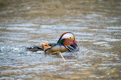 Aix galericulata, mandarin, mandarin duck, anatidae, bath, birds, ducks, ducks, ducks, ducks, male,