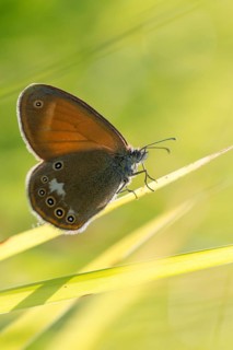 Coenonympha arcania, pearly heath, peargrass moth, white-coined meadowbird, butterfly, high size,