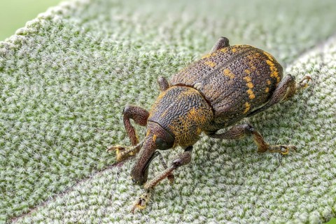 Curculionidae, spruce weevils, large brown weevils, Hylobius abietis, large pine weevil, weevils,
