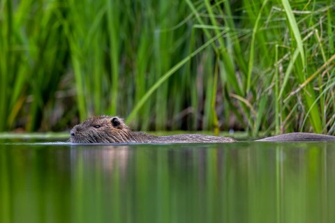 Coypu, nutria (Myocastor coypus) swimming in pond along reed bed, invasive rodent in Europe, native