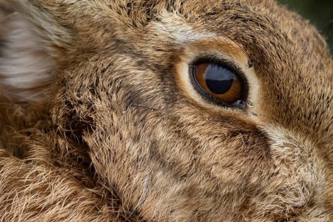 European brown hare (Lepus europaeus) adult animal close up of its eye, England, United Kingdom