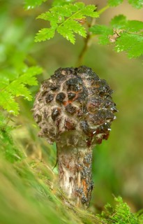 Black scaly bolete, Strobilomyces floccopus, Strobilomyces strobilaceus, strubble head, strubble