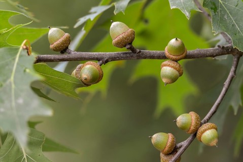 American tip oak, beech family, fagaceae, quercus rubra, red oak, tree, trees, flora, northern red