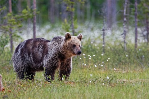 Brown bear on Finnish moor
