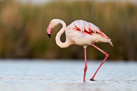 A greater flamingo (Phoenicopterus roseus), standing in the water, Camargue Regional Nature Park,