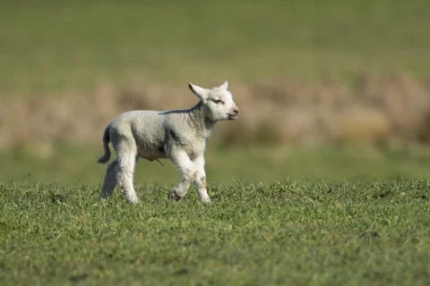 Domestic sheep (Ovis aries) juvenile baby lamb animal in a grass field in spring, England, United