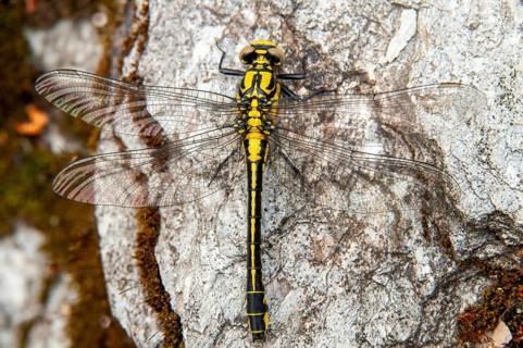 Common Club-Tail, Common Wedge Maiden, Gomphus Vulgatissimus, Anisoptera, Damselflies, Dragonflies,
