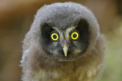Tengmalm's Owl (Aegolius funereus), juvenile, animal portrait, North Rhine-Westphalia, Germany