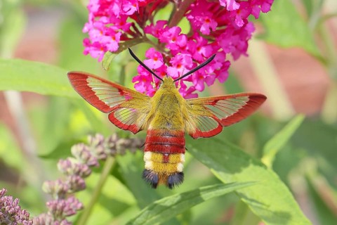 Bumblebee hawk-moth (Hemaris fuciformes), in flight, the bumblebee hawk-moth feeds on nectar from