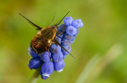 Bombylius Discolor, Dotted Bee-Fly, Spotted Woolswear, Diptera, Insects, Insects, Two-winged Birds