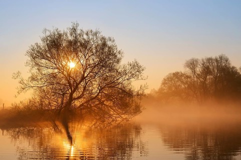 White willow (Salix alba) on the banks of the Lippe at sunrise, with morning mist, North