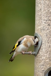 European goldfinch (Carduelis carduelis) adult garden bird feeding on sunflower hearts seeds from a