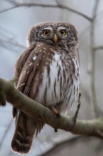 Glaucidium passerinum, pygmy owl, birds, owls, high size, portrait, owls, strigiforms, birds